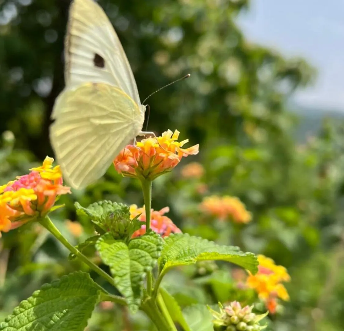 Joy Source Resort Katmandu Farmház